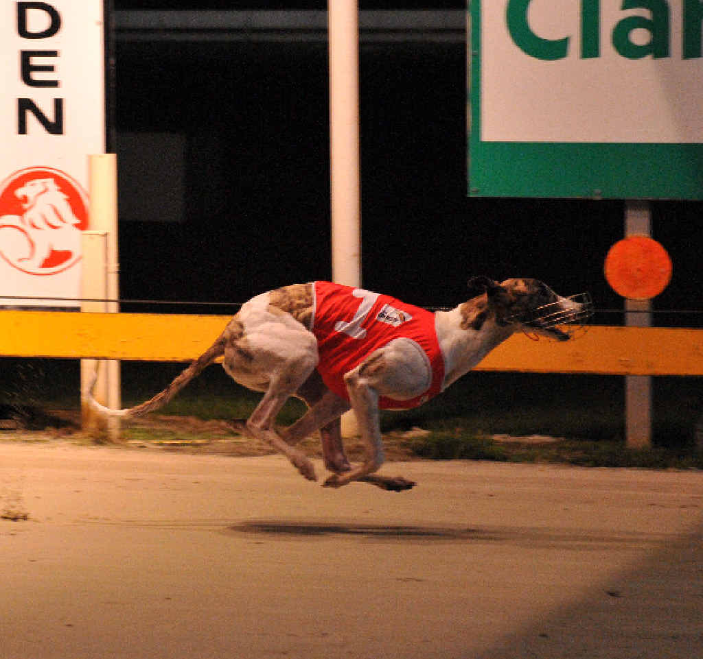 HOT TIP: The Darren Scells-trained Blazing Sunrise will be chasing back-to-back wins when it lines up in the Clocktower Hotel Stakes (305m) at Grafton tonight. Photo: Robert Brandolini HOT TIP: The Darren Scells-trained Blazing Sunrise will be chasing back-to-back wins when it lines up in the Clocktower Hotel Stakes (305m) at Grafton tonight. Photo: Robert Brandolini